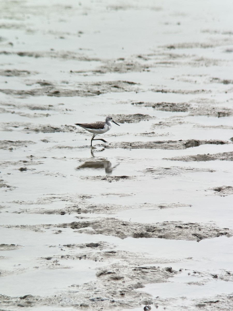 Kuliska zuria - ML644288783