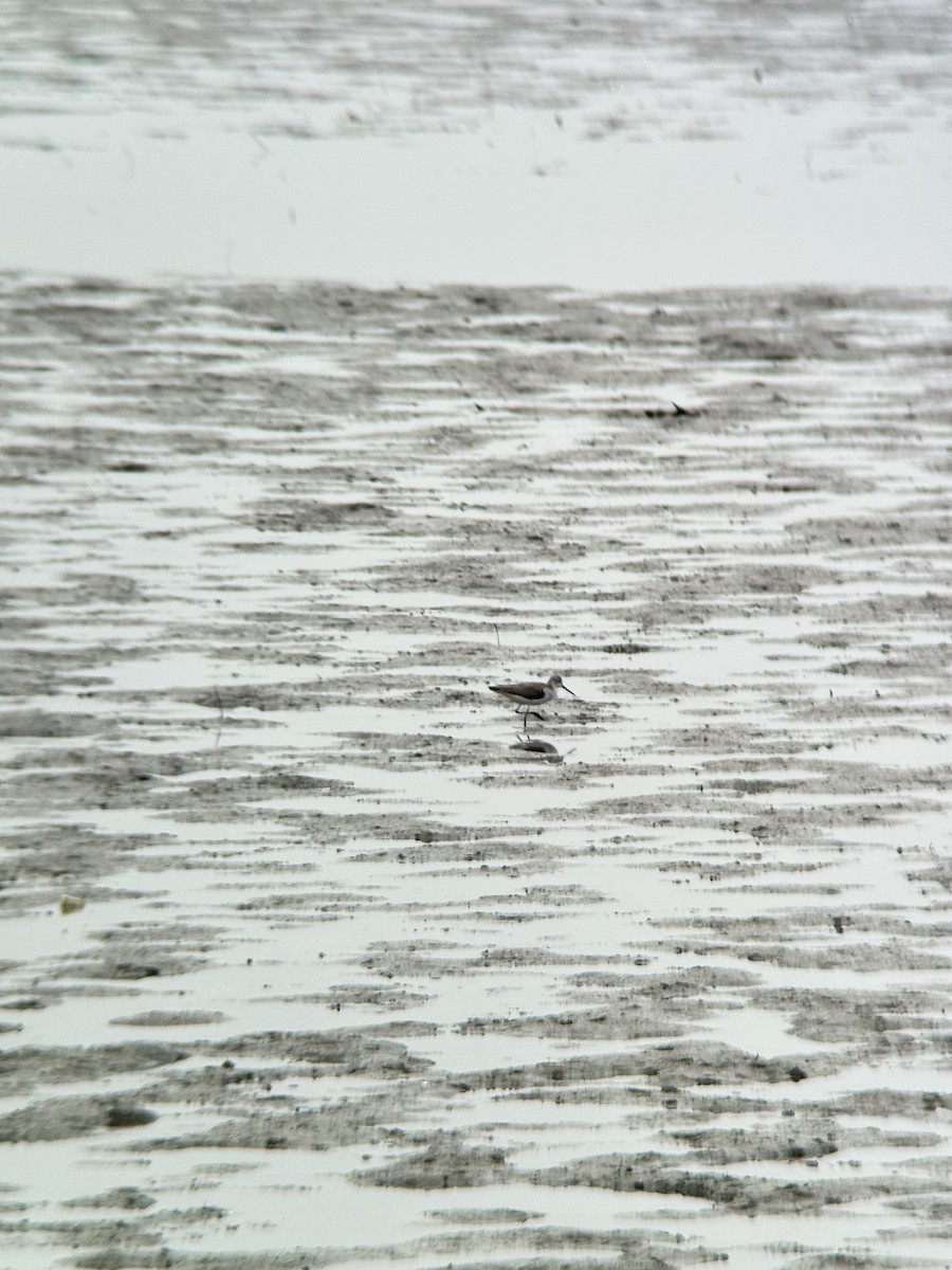 Kuliska zuria - ML644288790