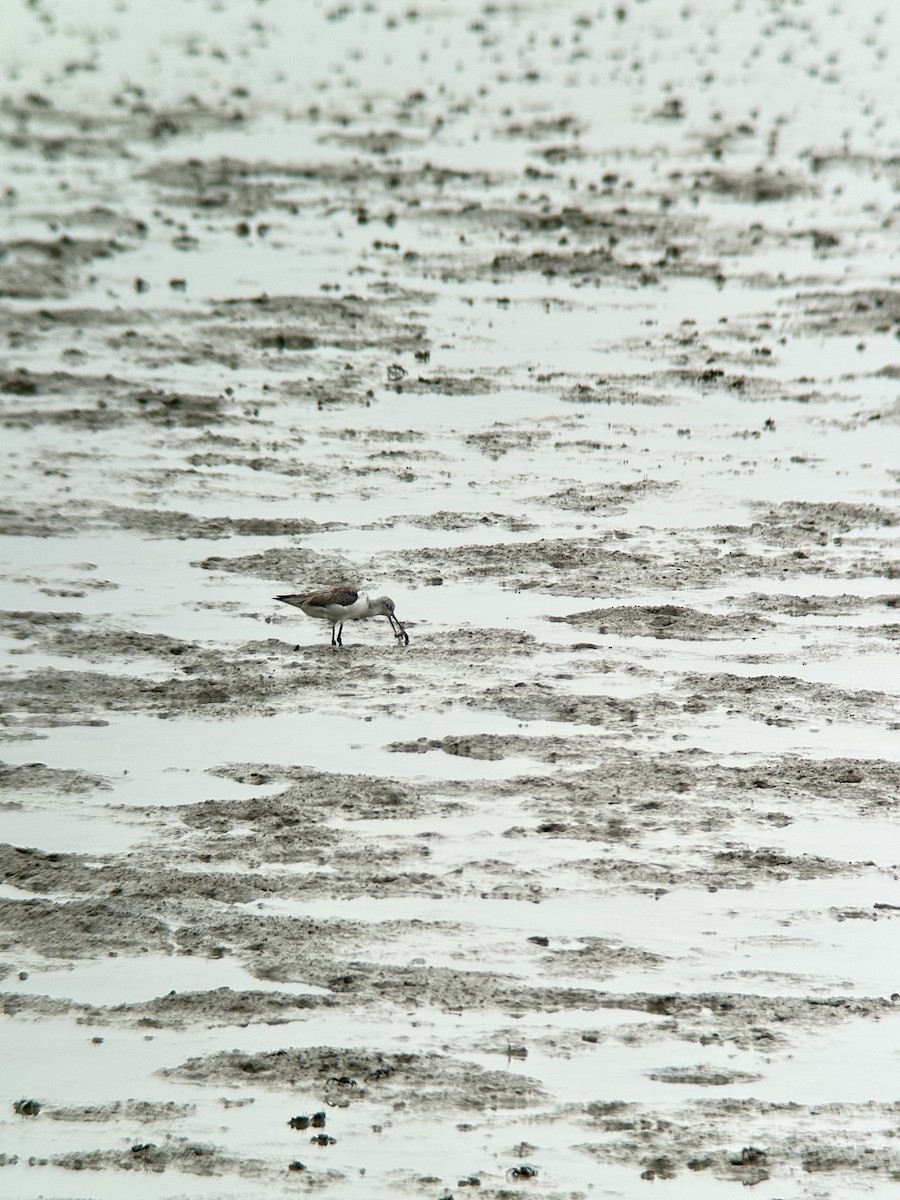 Kuliska zuria - ML644288791