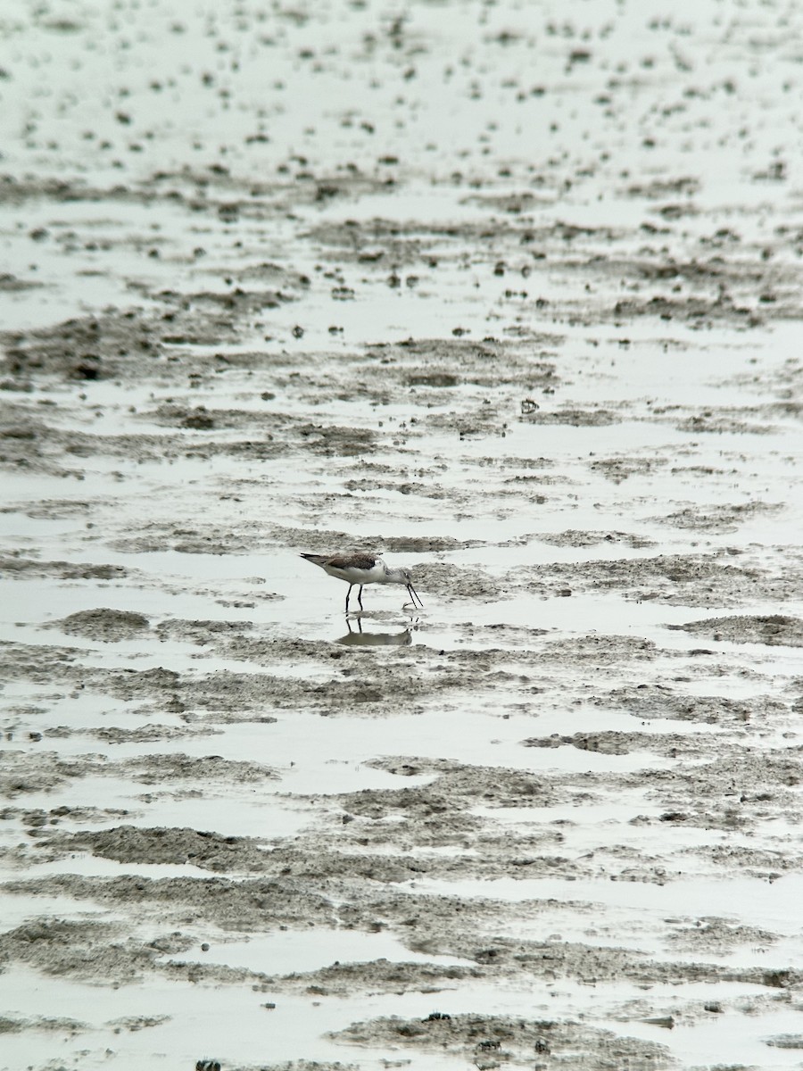 Kuliska zuria - ML644288792