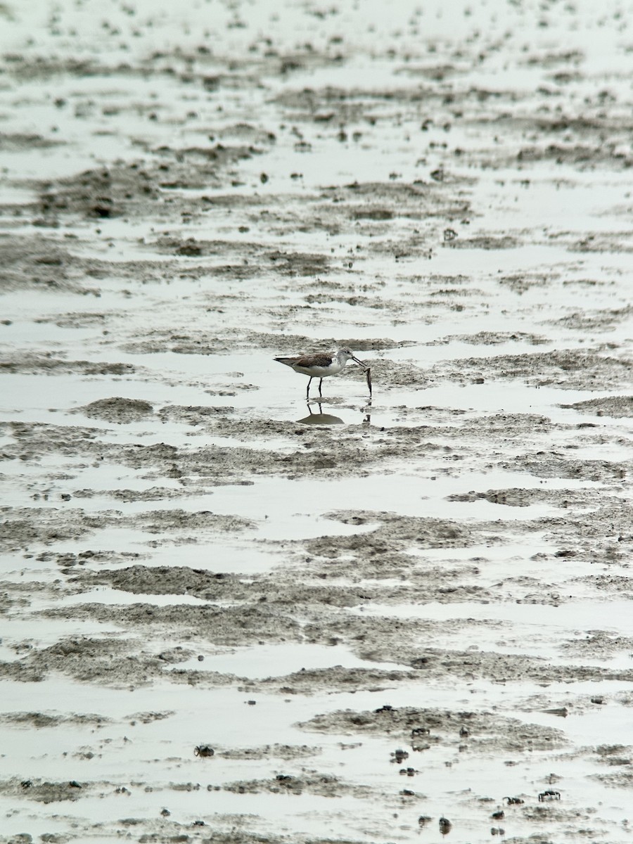 Kuliska zuria - ML644288793