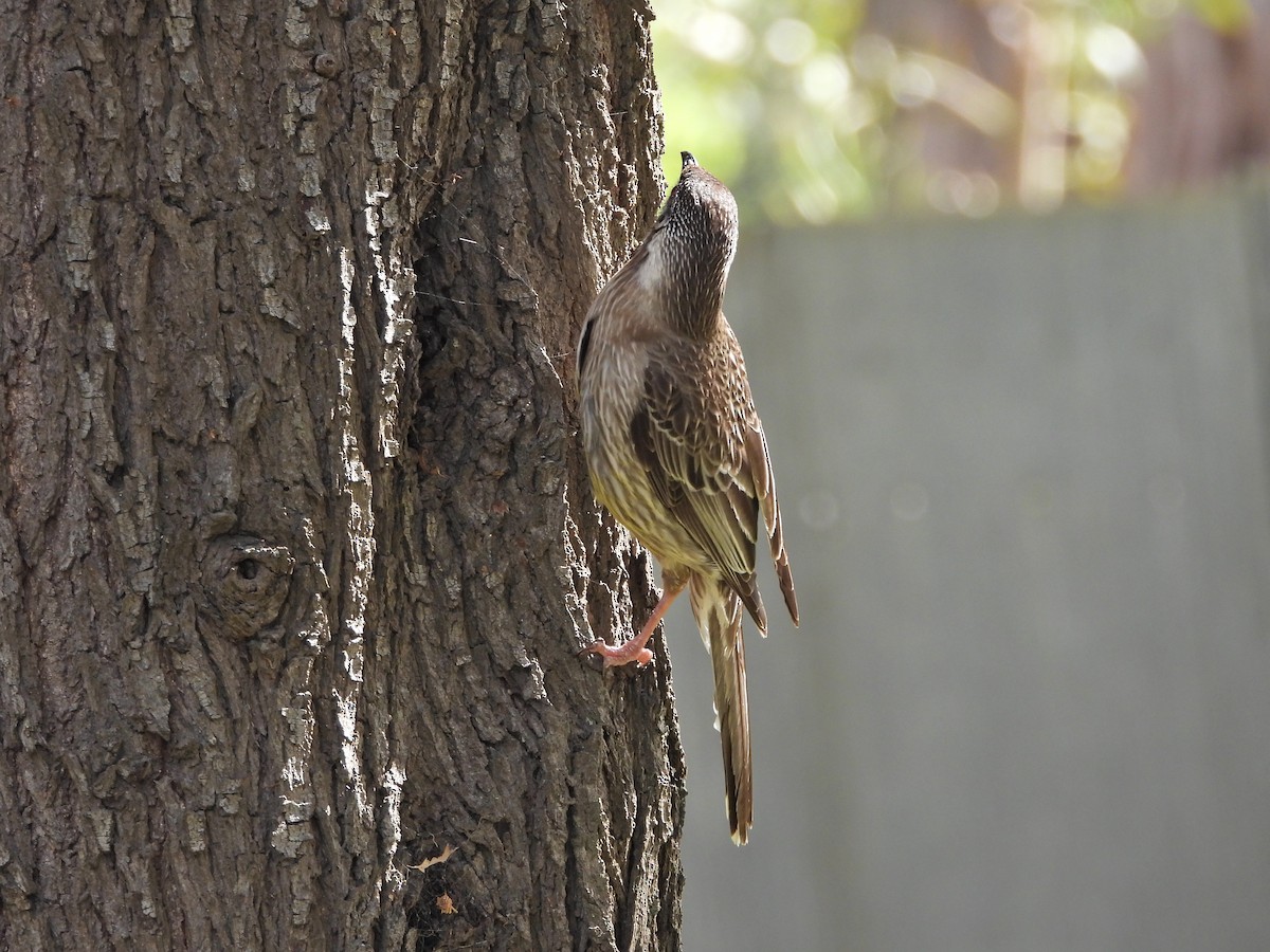 Red Wattlebird - ML644288795