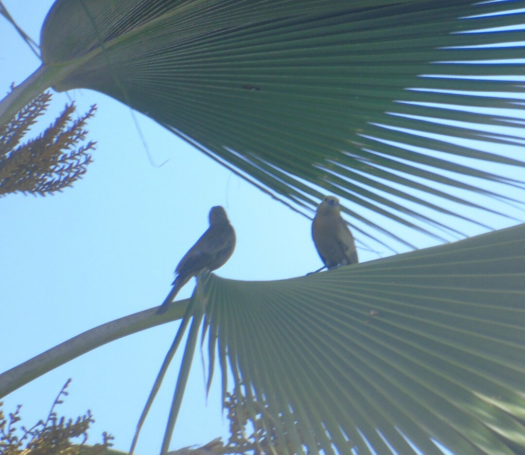 Palm Tanager - ML644288796