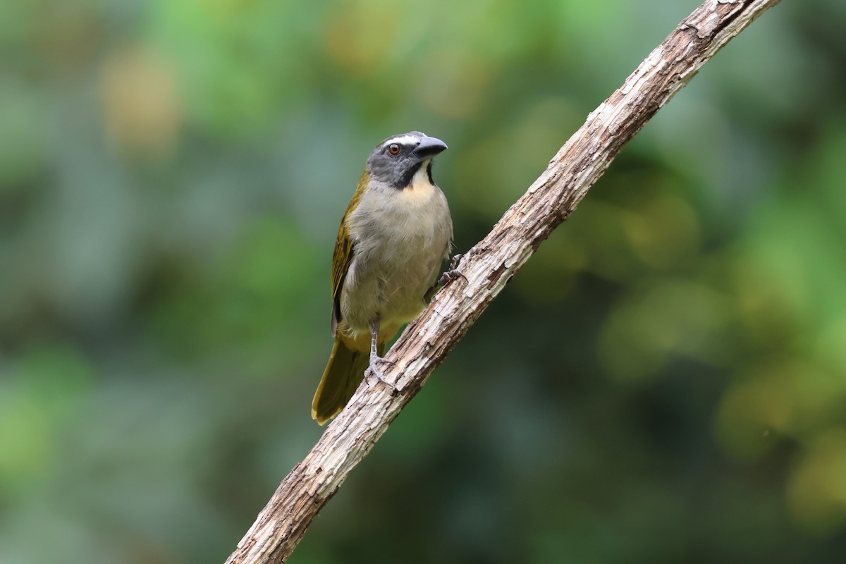 Buff-throated Saltator - ML644288797