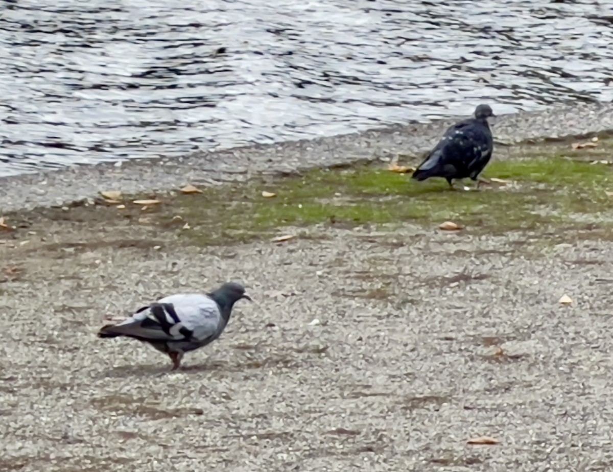 Rock Pigeon (Feral Pigeon) - ML644288798
