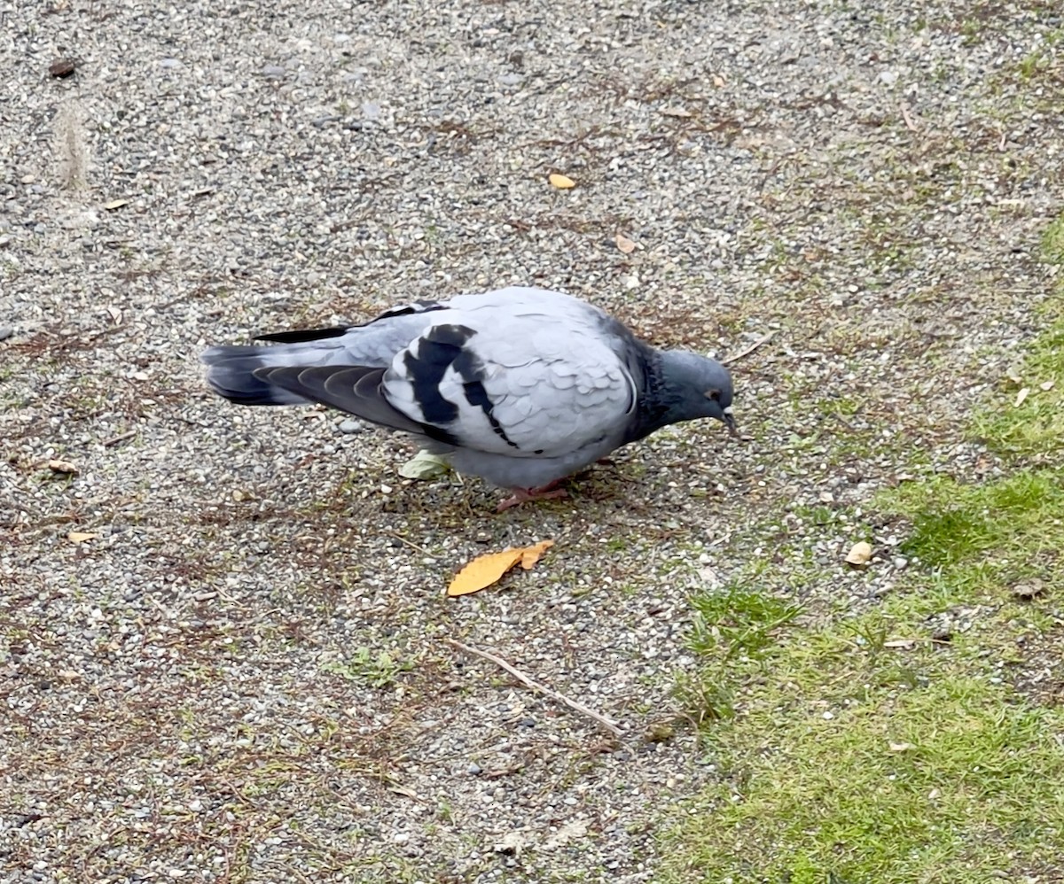 Rock Pigeon (Feral Pigeon) - ML644288799