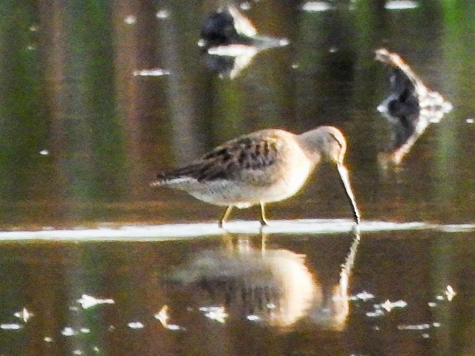 Kuliska oilagorra - ML644288800