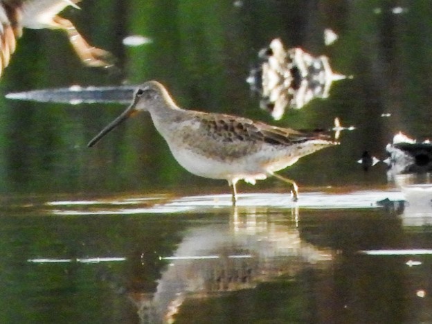 Kuliska oilagorra - ML644288801