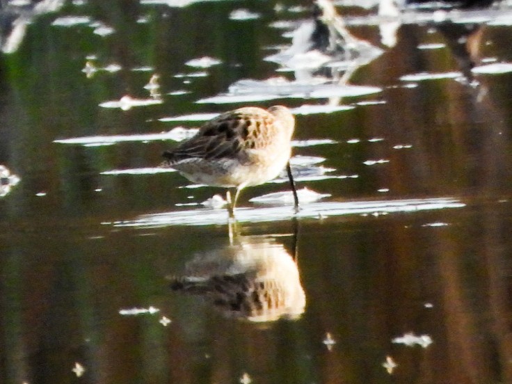 Kuliska oilagorra - ML644288802