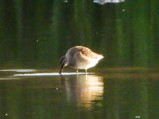 Kuliska oilagorra - ML644288803