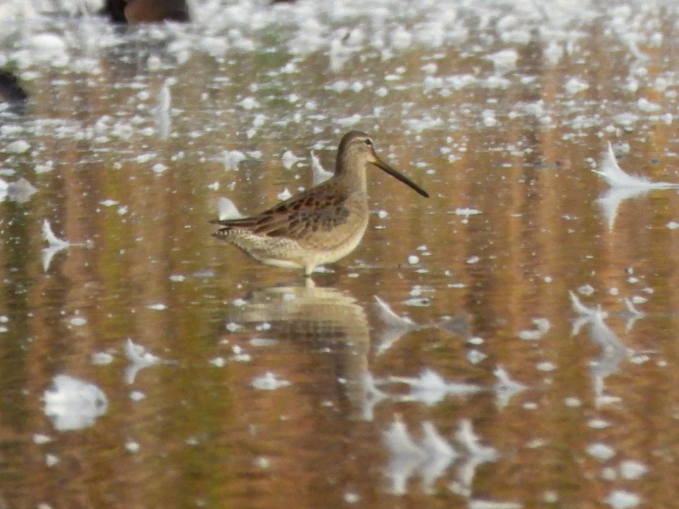 Kuliska oilagorra - ML644288805