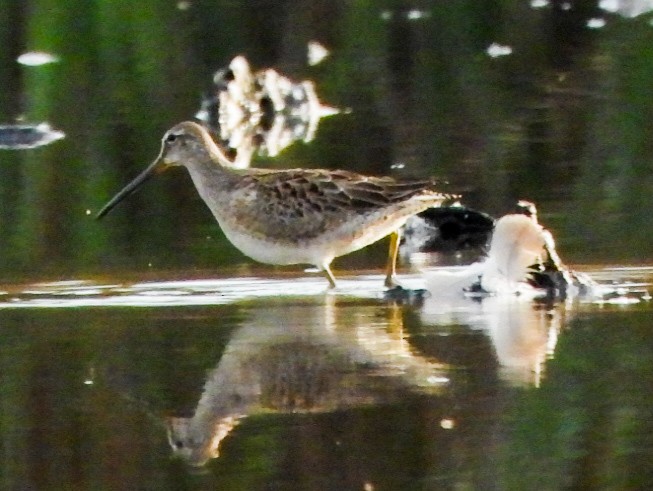 Kuliska oilagorra - ML644288806