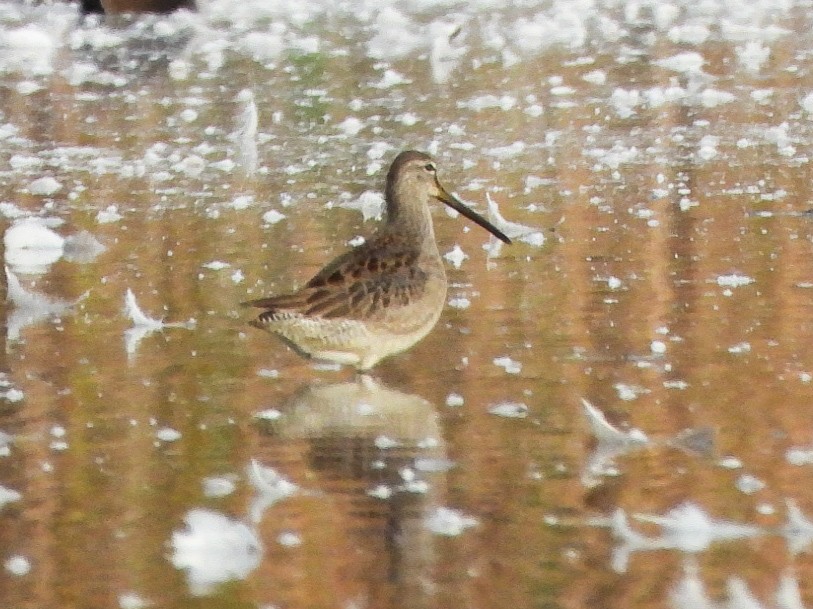 Kuliska oilagorra - ML644288807