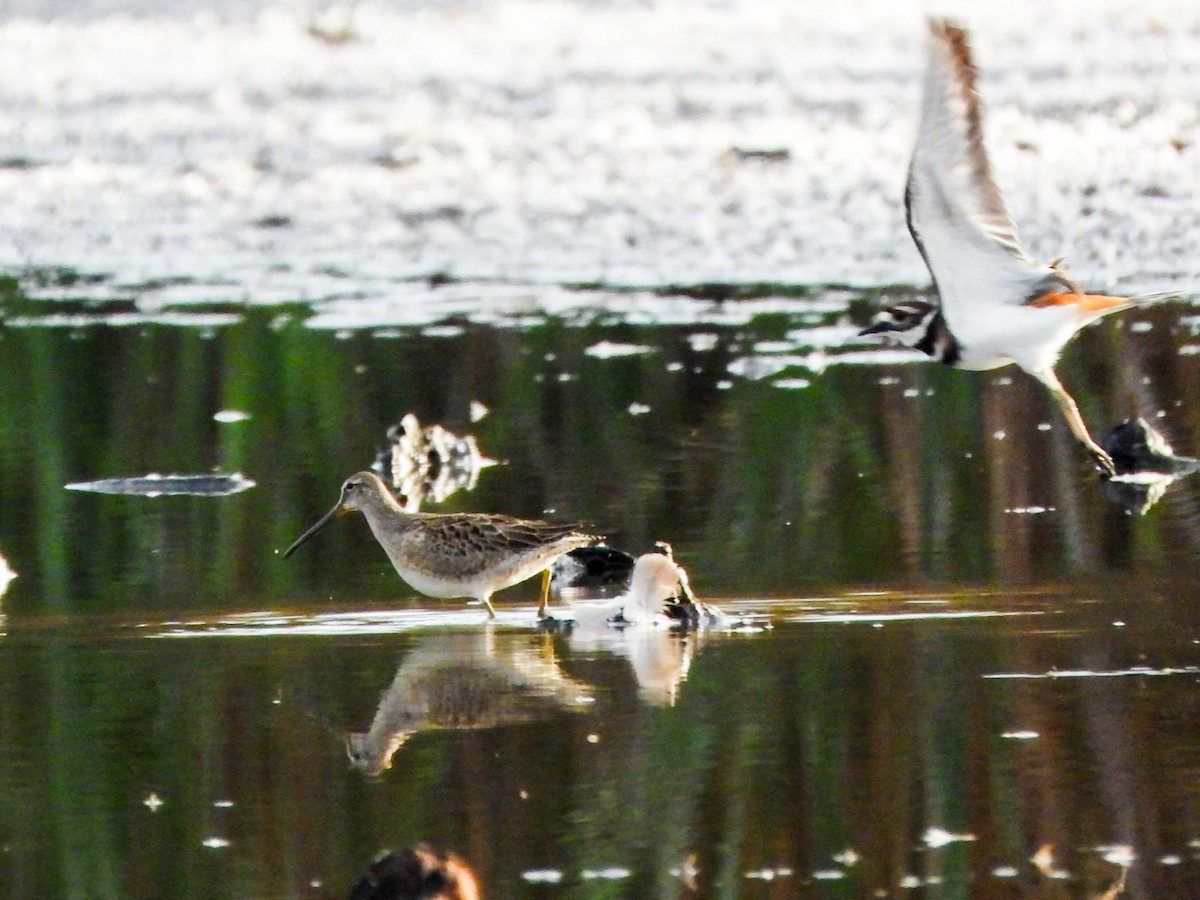 Kuliska oilagorra - ML644288808