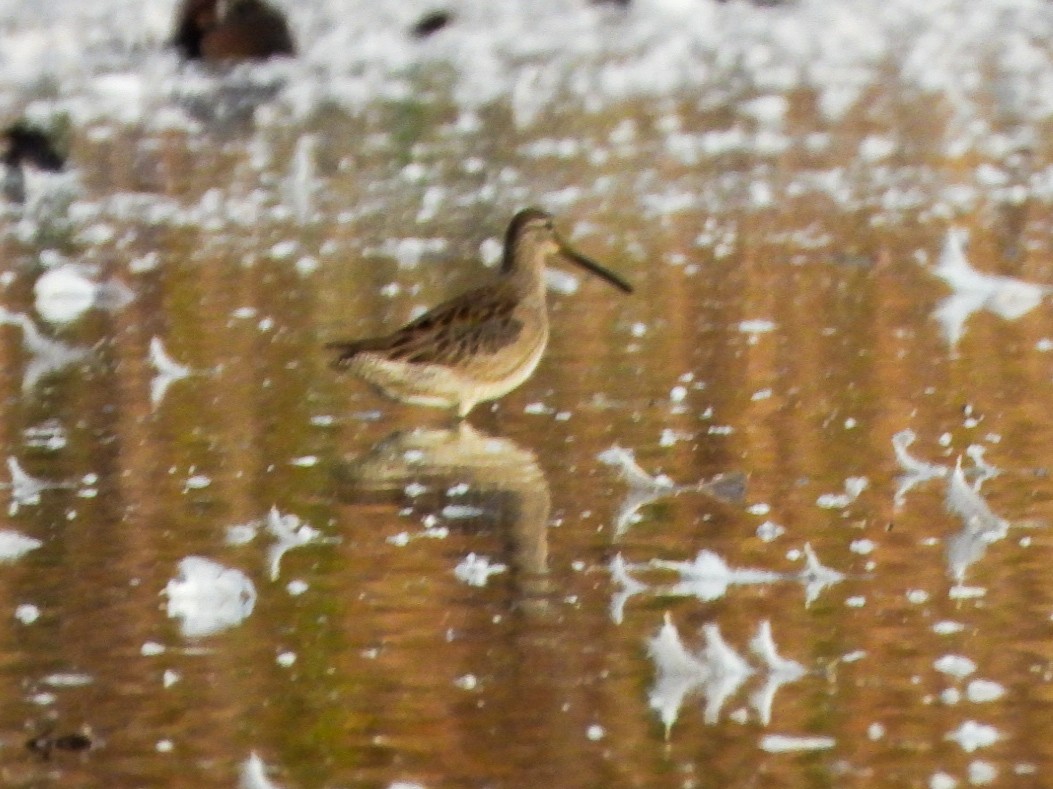 Kuliska oilagorra - ML644288809