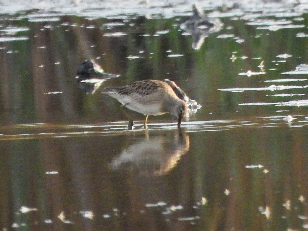 Kuliska oilagorra - ML644288810