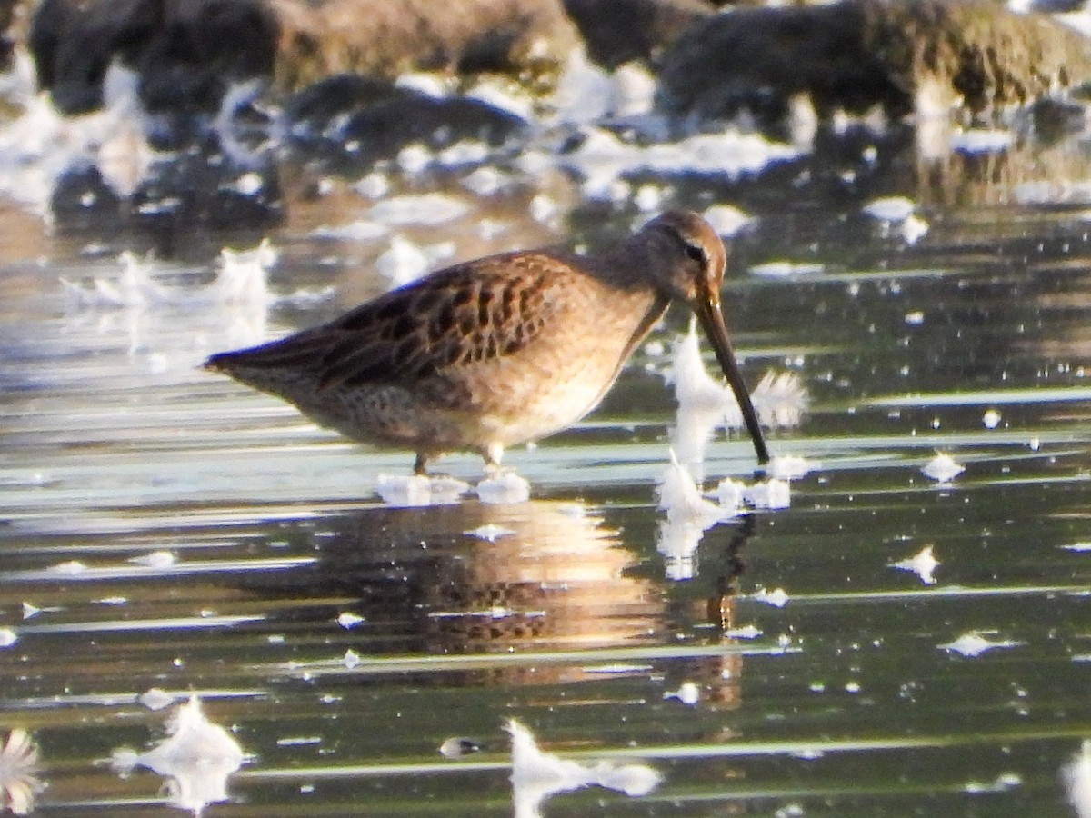 Kuliska oilagorra - ML644288811