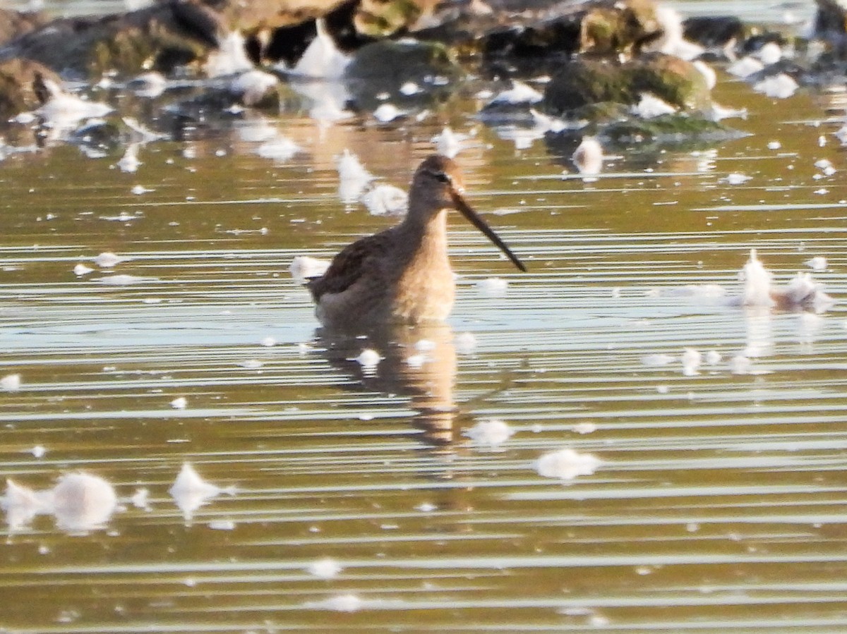 Kuliska oilagorra - ML644288813