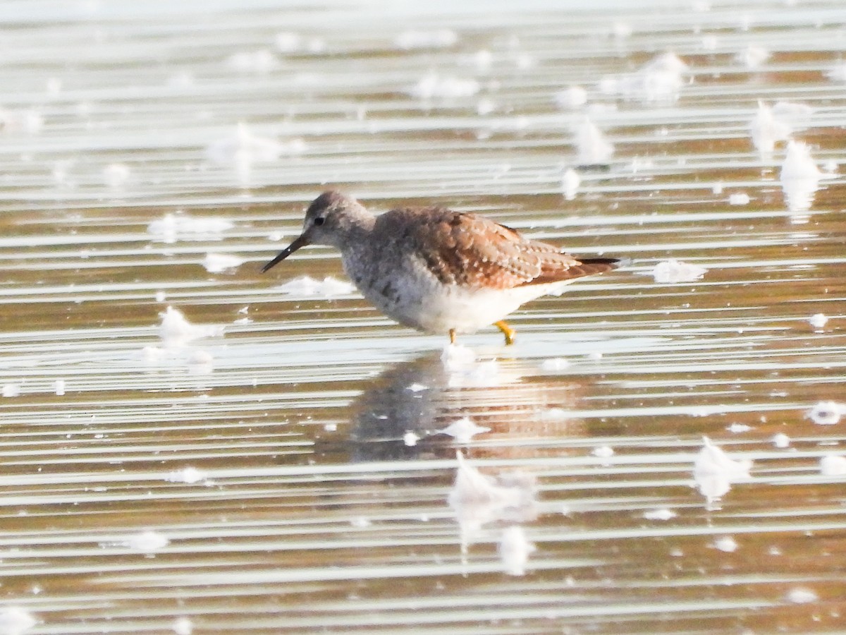 Kuliska oilagorra - ML644288815