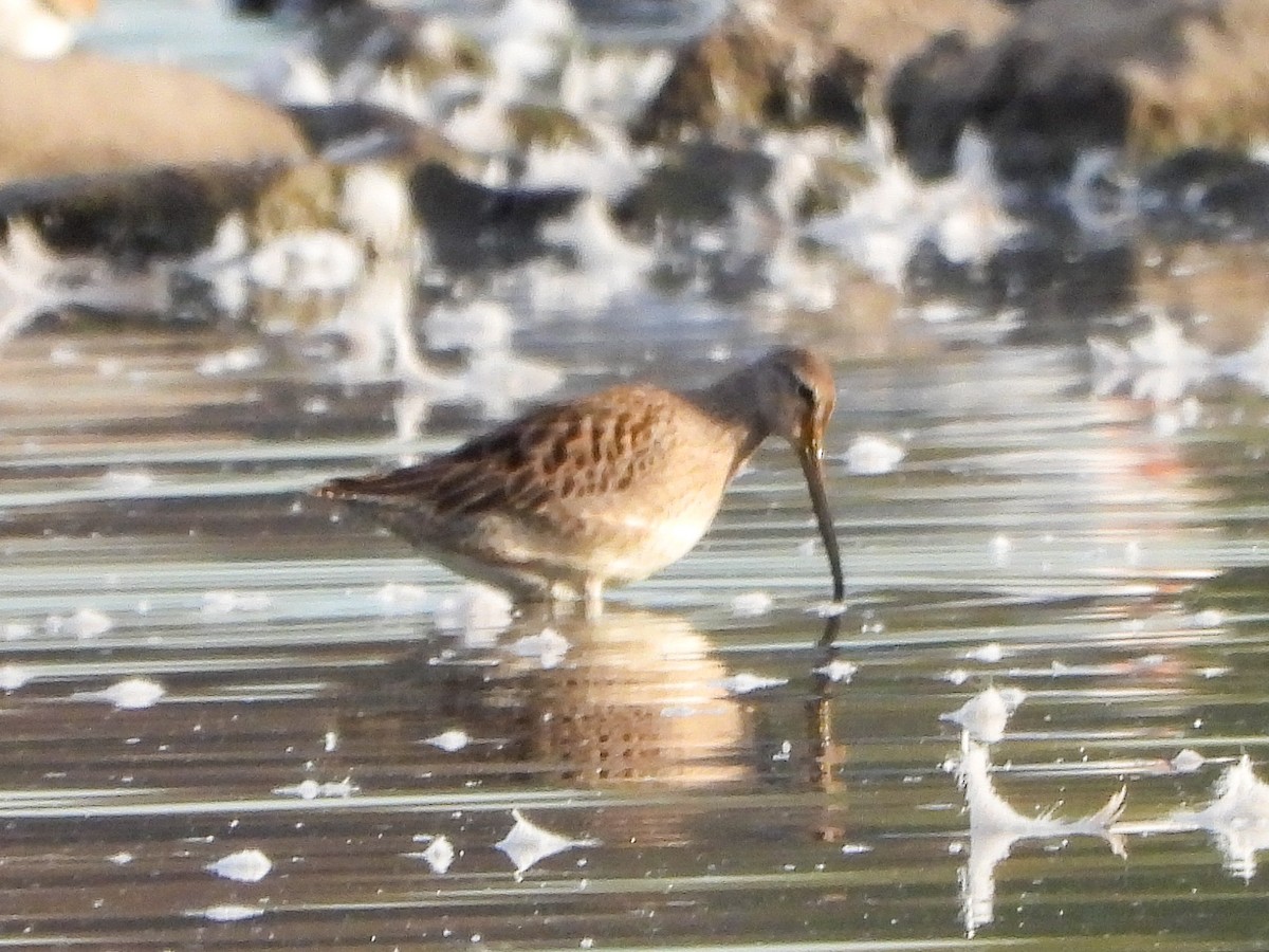 Kuliska oilagorra - ML644288816