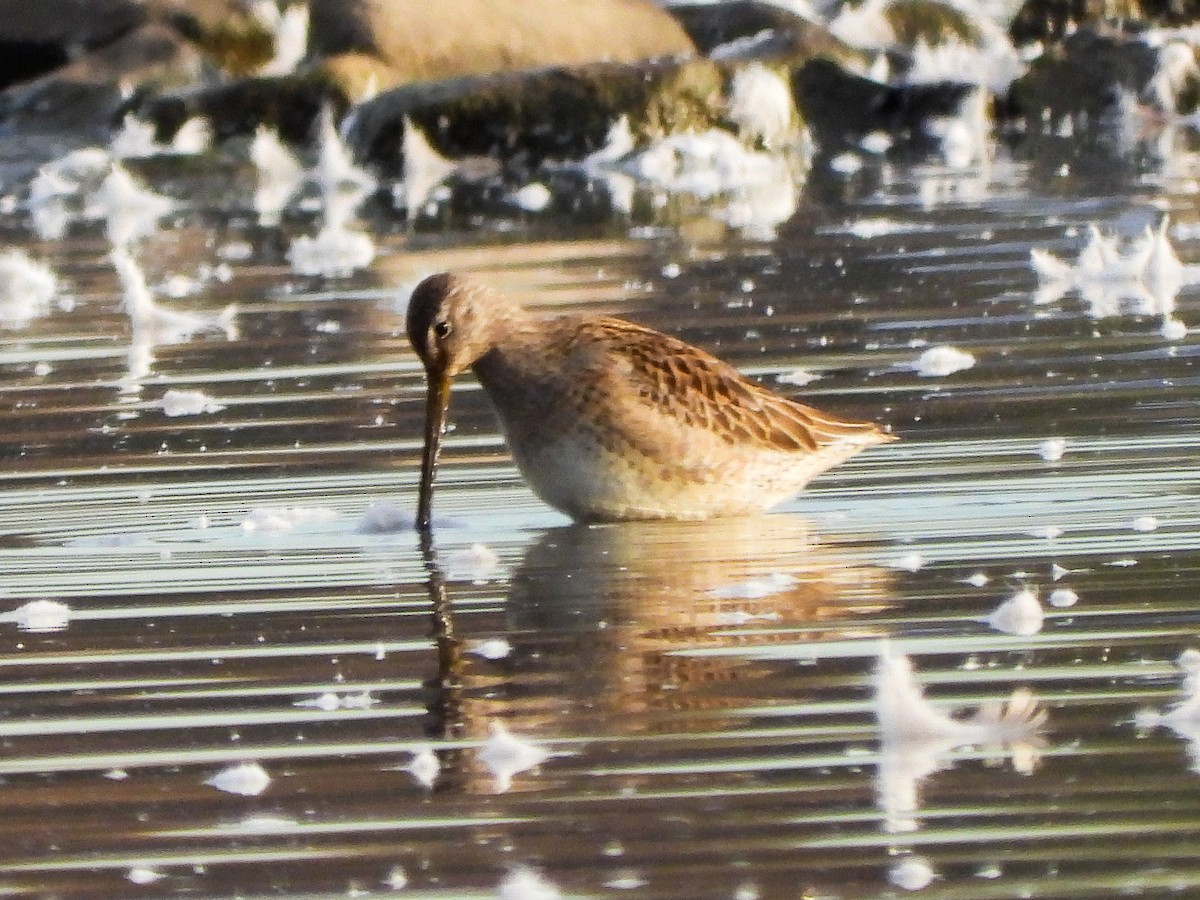 Kuliska oilagorra - ML644288817