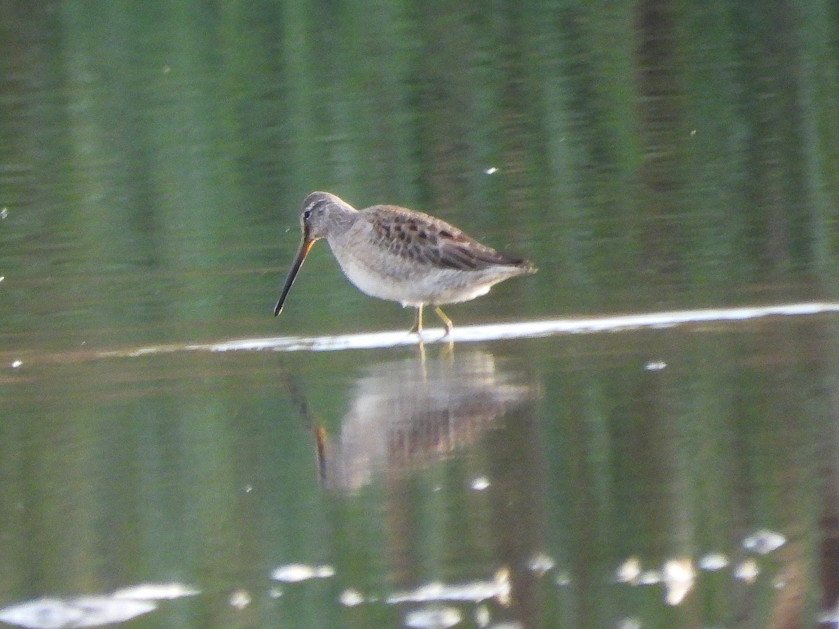 Kuliska oilagorra - ML644288818