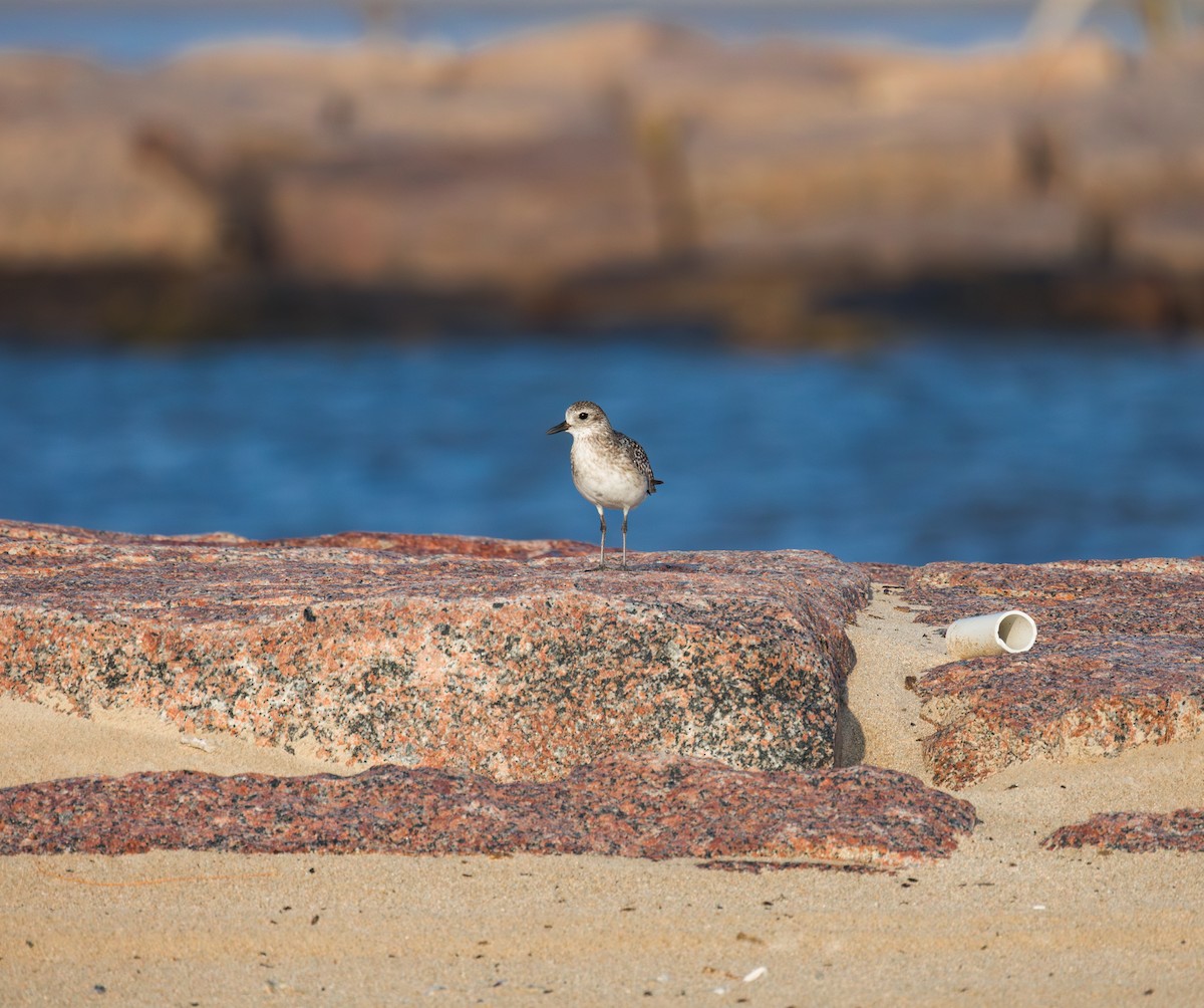 Black-bellied Plover - ML644288820