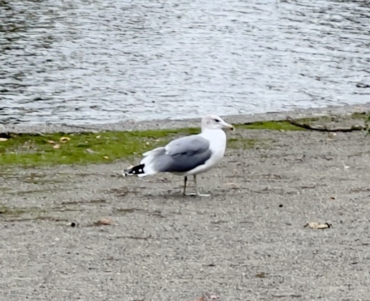 California Gull - ML644288825
