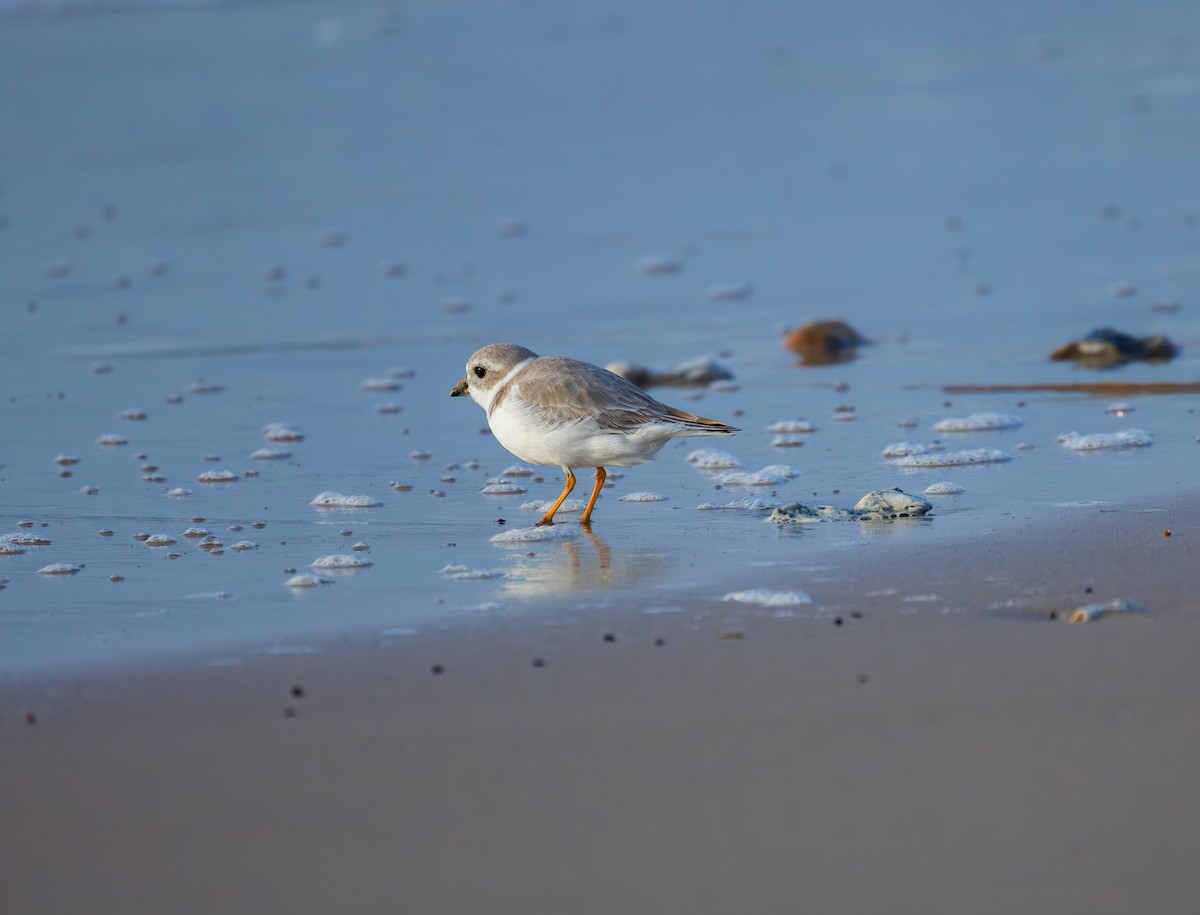 Flötenregenpfeifer - ML644288826