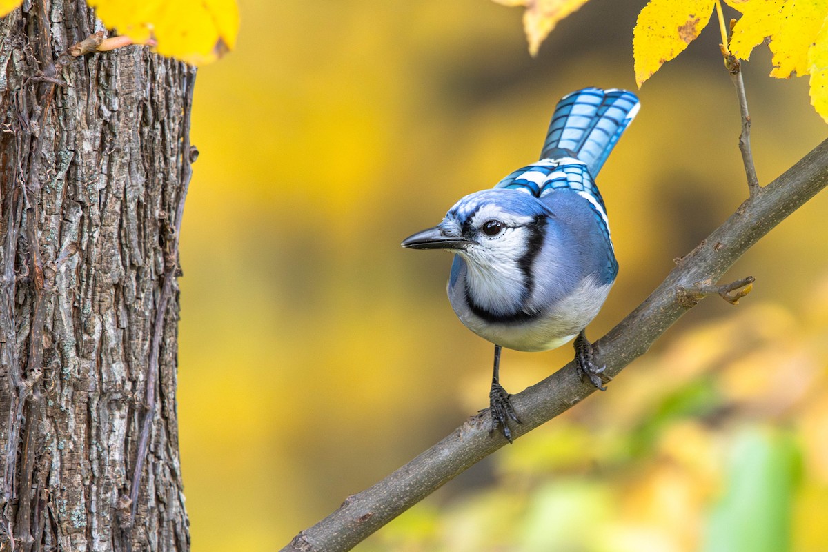 Blue Jay - ML644288827