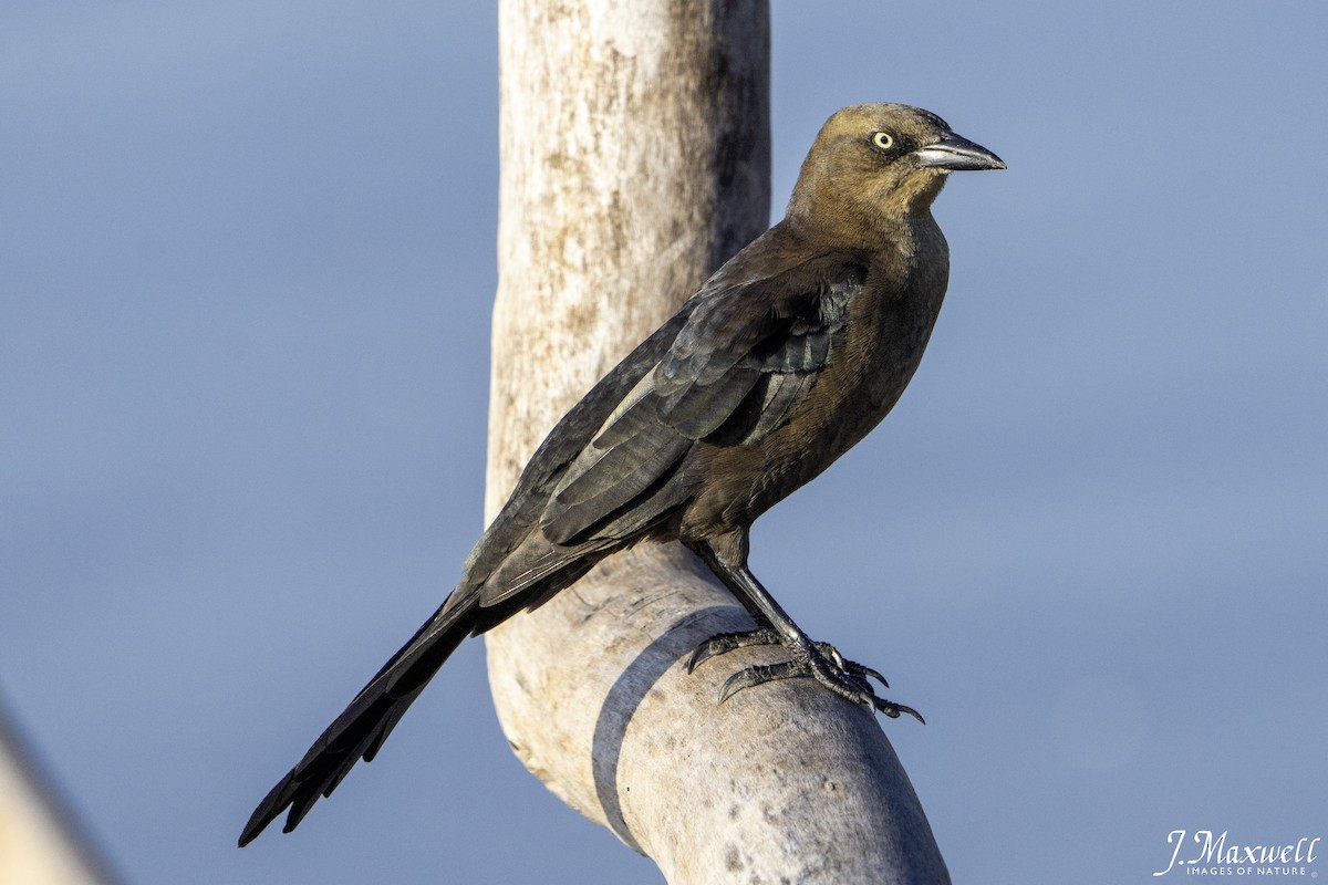 Great-tailed Grackle (Great-tailed) - ML644288830