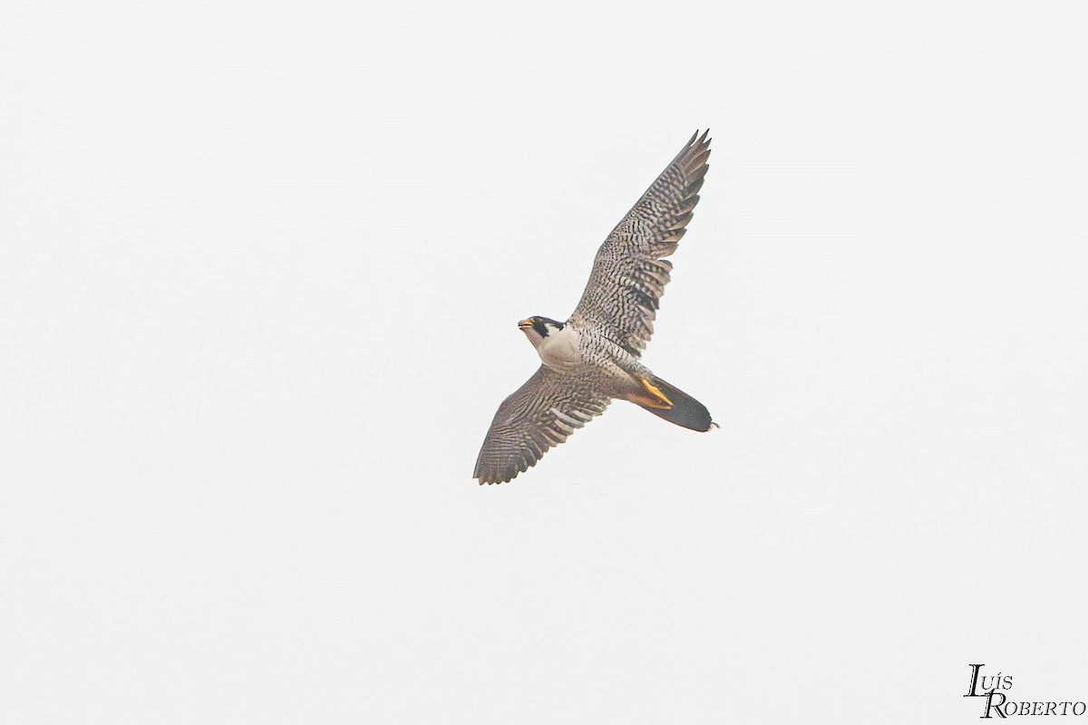 Peregrine Falcon - ML644288861