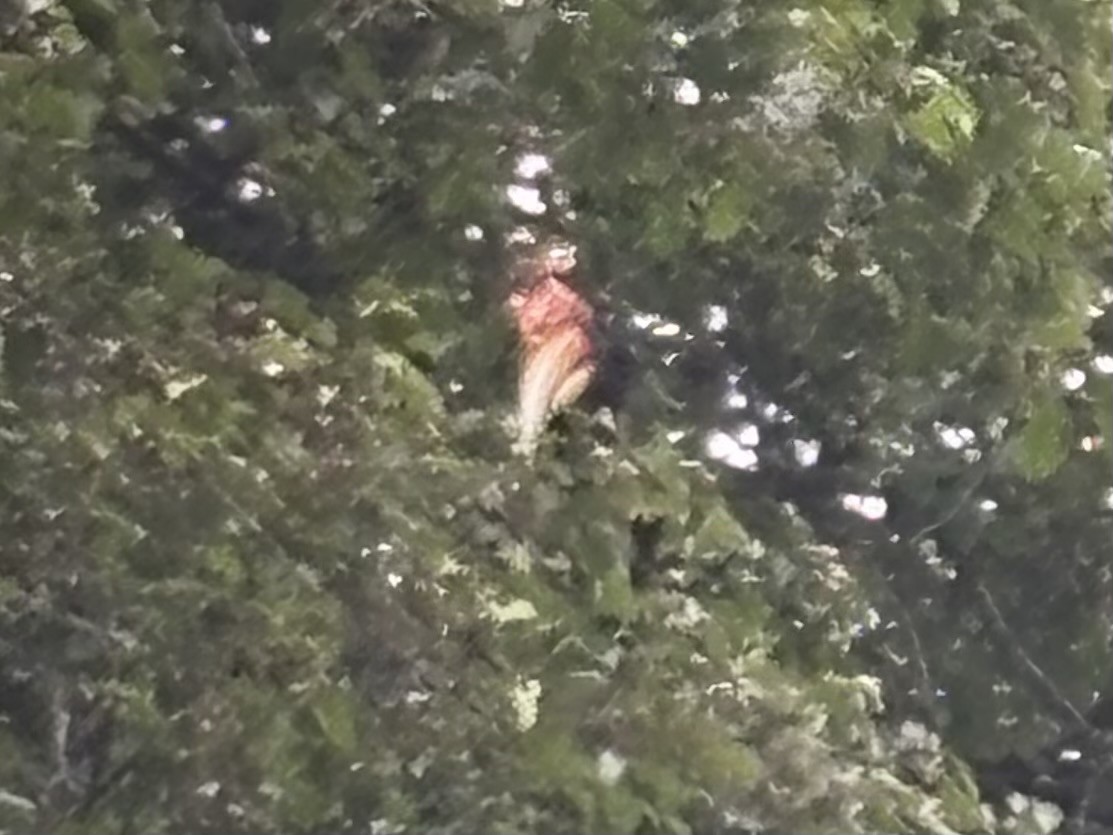 Rhinoceros Hornbill - ML644288865