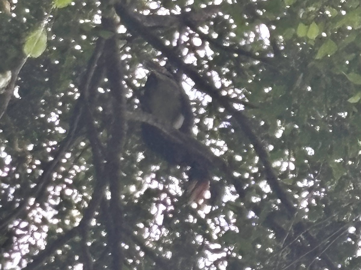 Rhinoceros Hornbill - ML644288866