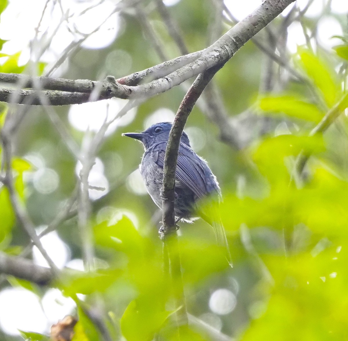 ウスヒメアオヒタキ - ML644288867