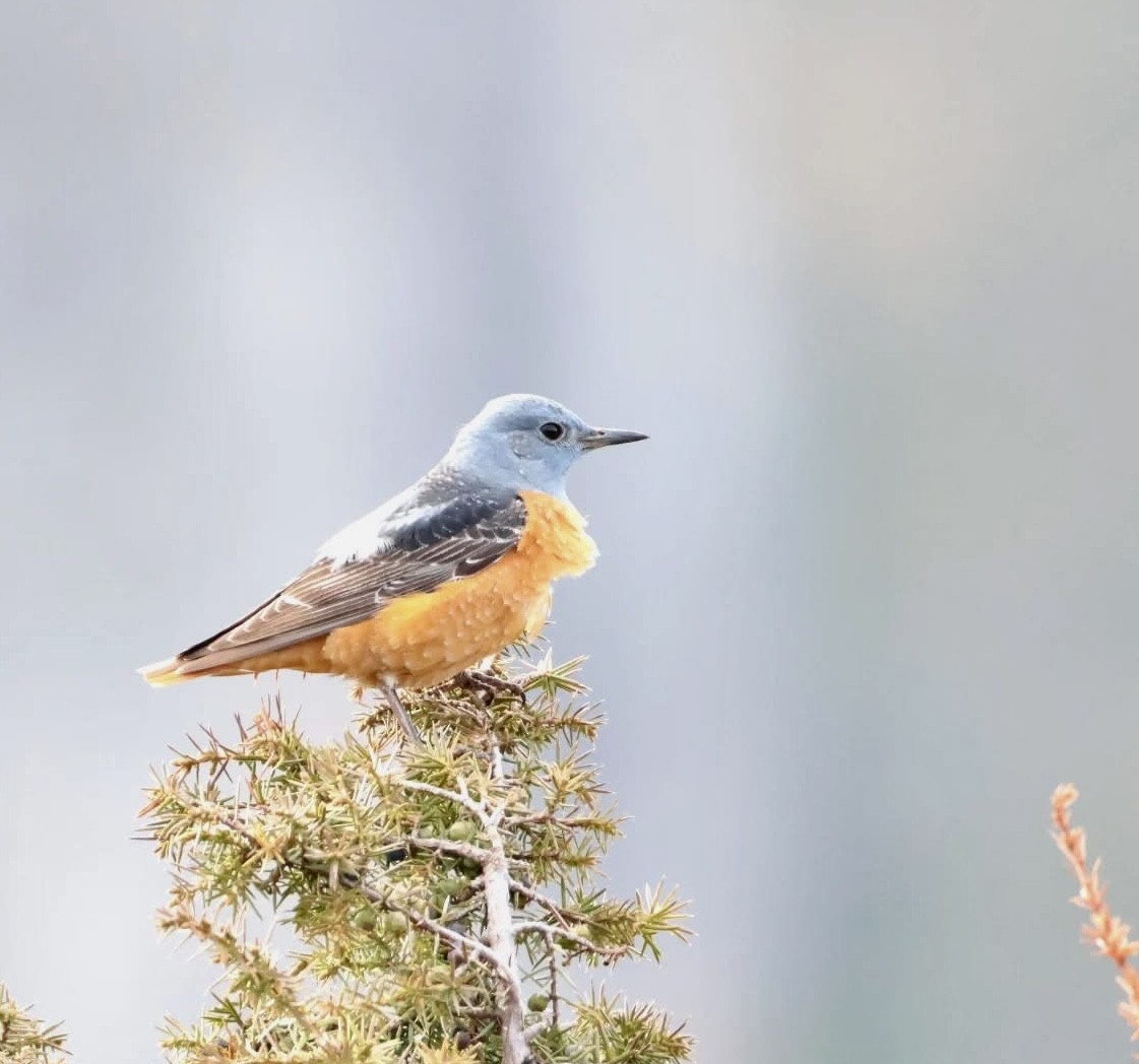 Rufous-tailed Rock-Thrush - ML644288878