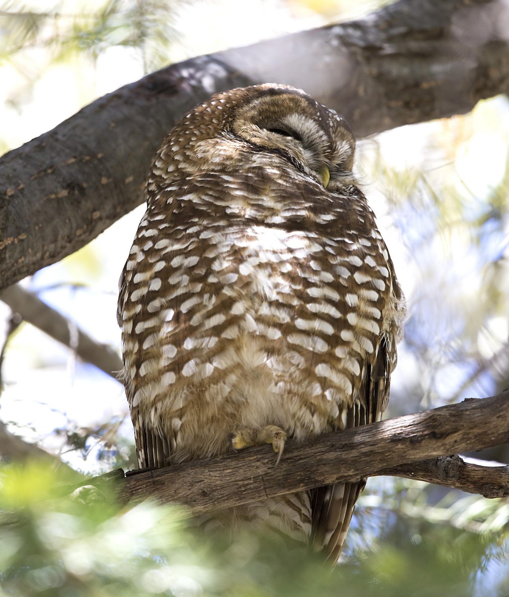 Spotted Owl - ML644288894