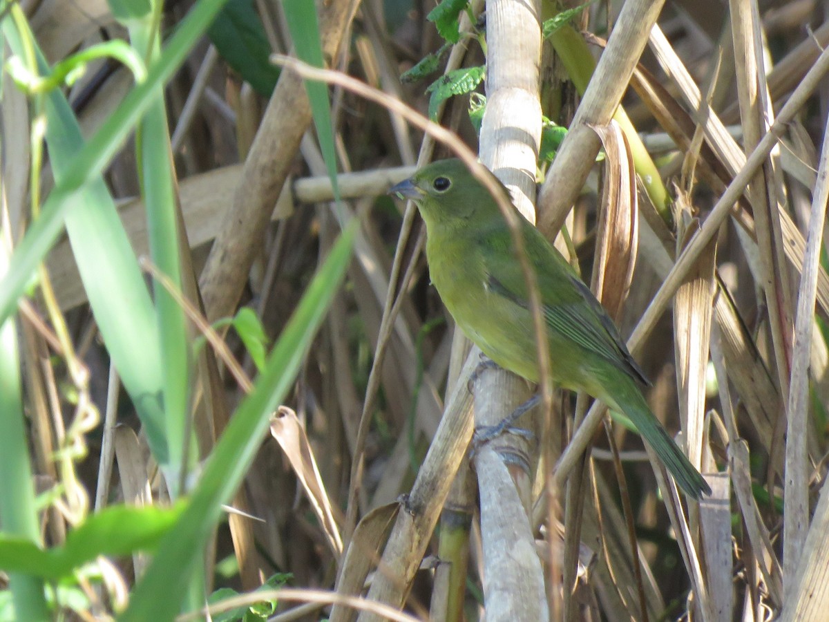 Papstfink - ML644288900