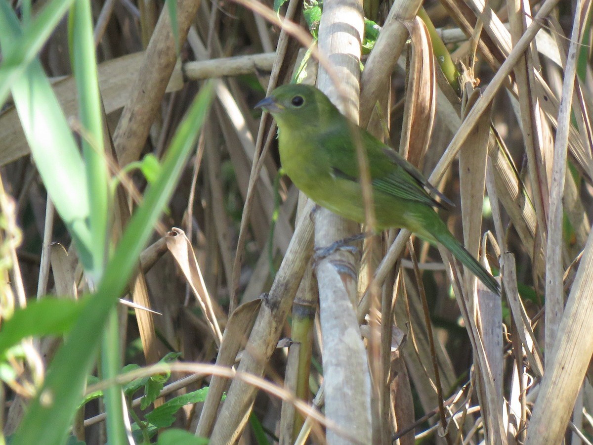 Papstfink - ML644288901