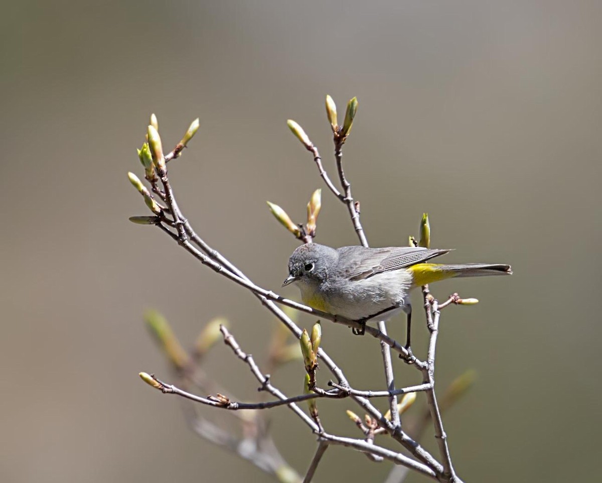 Червоїд жовтоволий - ML644288903