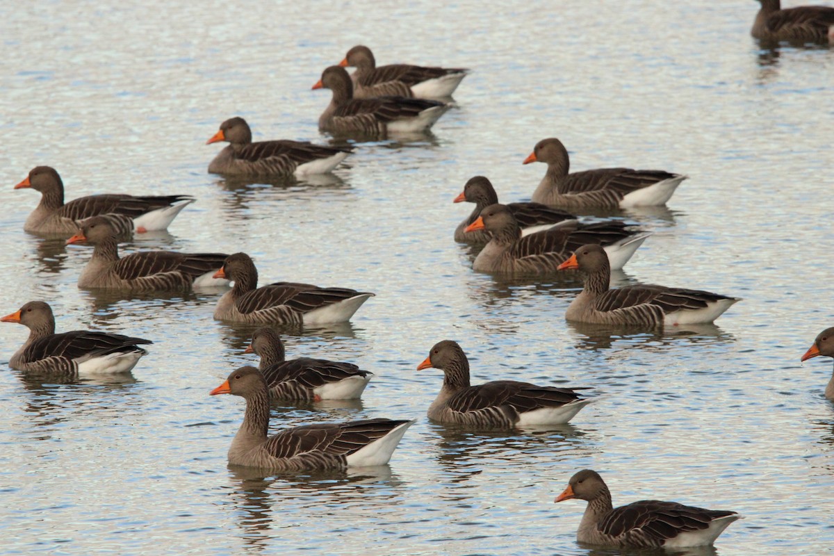 Graylag Goose - ML644288908