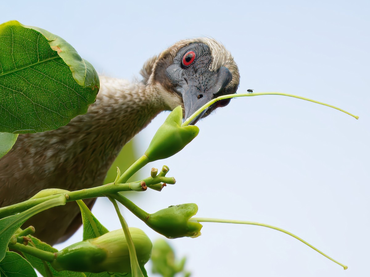 hjelmmunkefugl - ML644288941