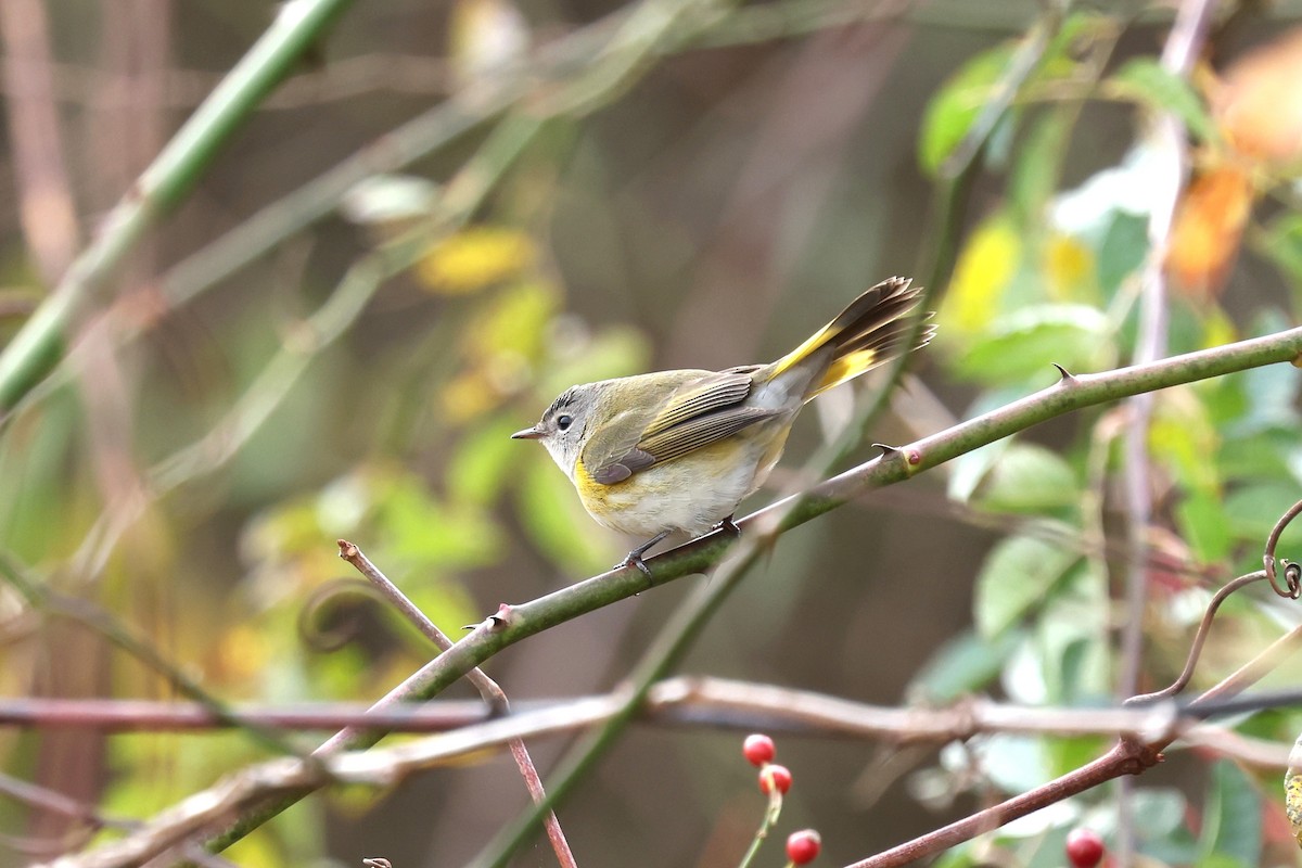 Kızıl Kuyruklu Ötleğen - ML644288947