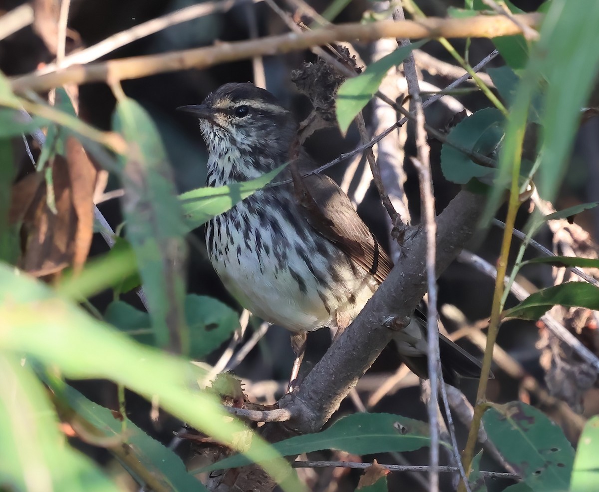 Northern Waterthrush - ML644288962