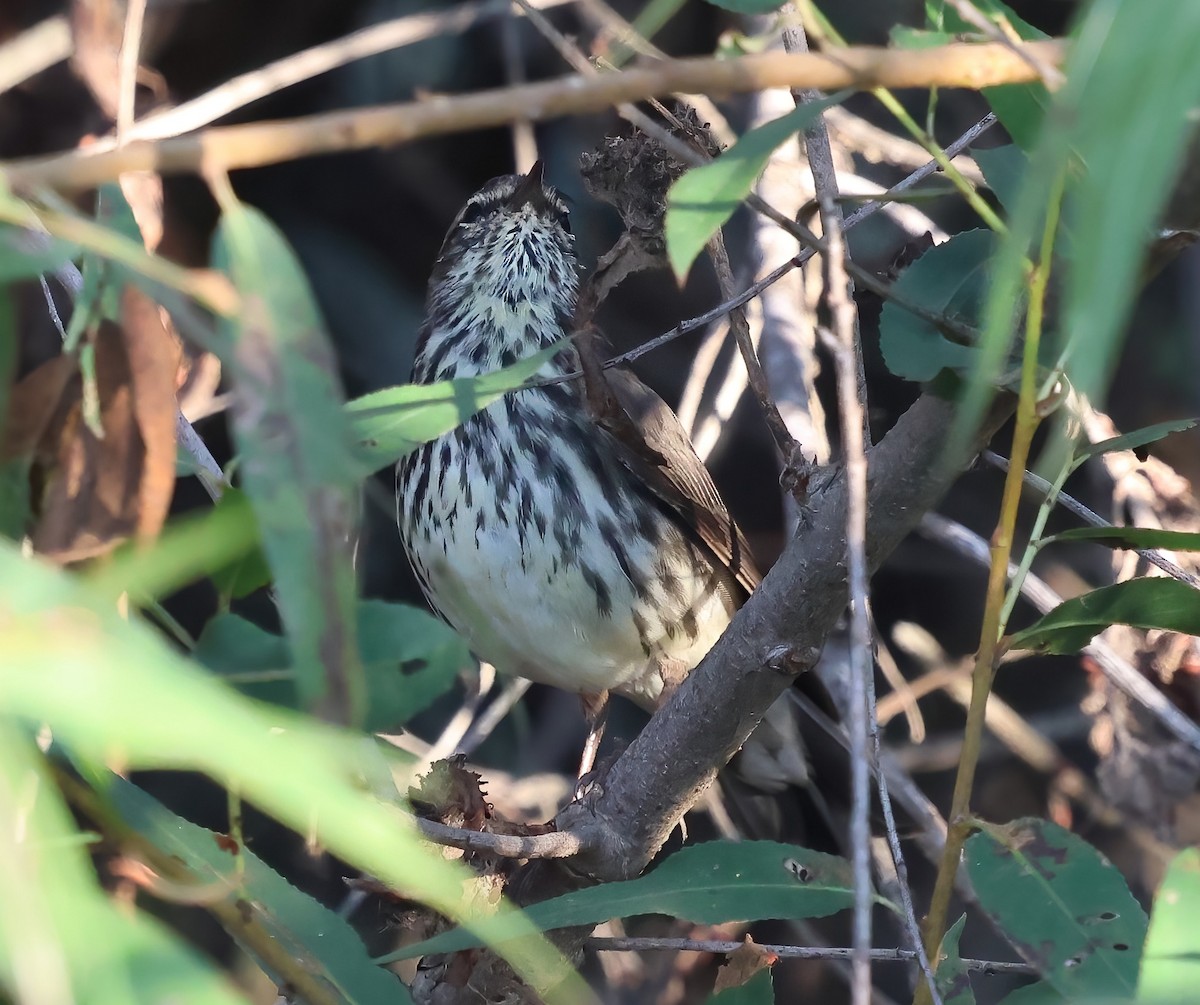 Northern Waterthrush - ML644288963