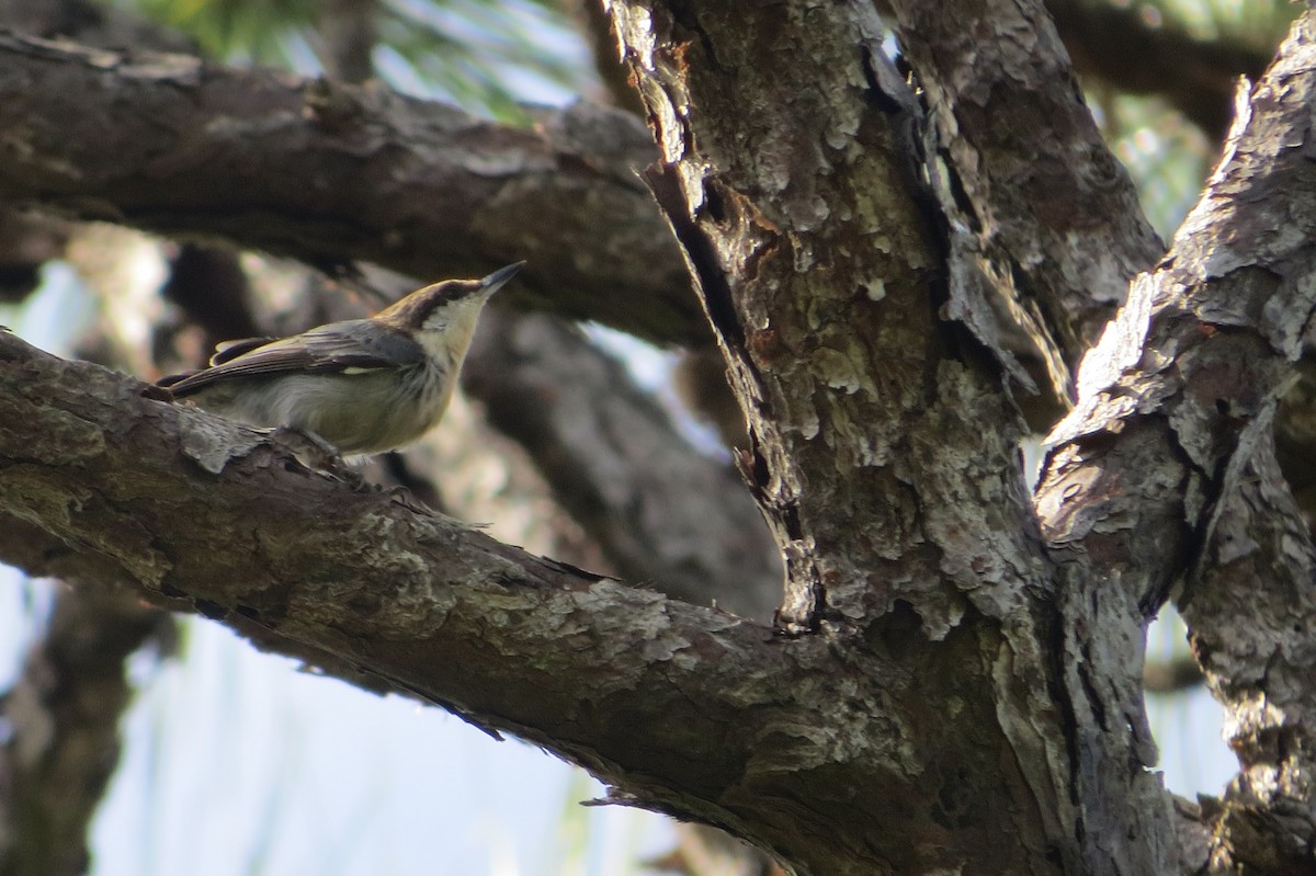 Brown-headed Nuthatch - ML644288971