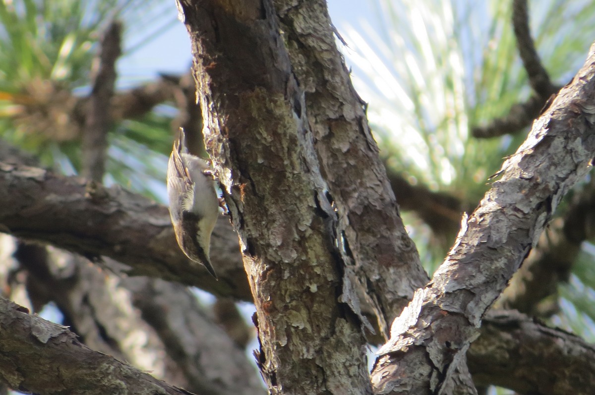 Brown-headed Nuthatch - ML644288972