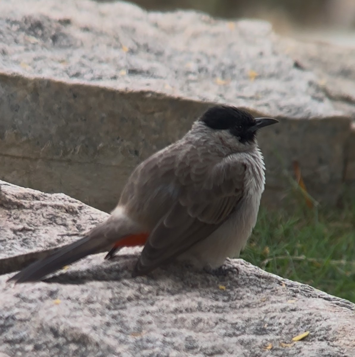 Sooty-headed Bulbul - ML644288981