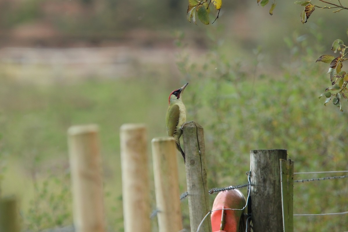 Eurasian Green Woodpecker - ML644288992