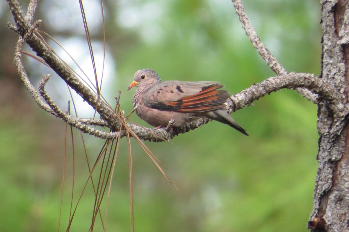 Common Ground Dove - ML644288995